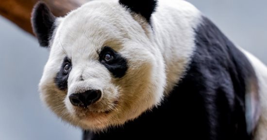 الصين تهدى اثنين من حيوانات الباندا لهونج كونج بمناسبة ذكرى”التسليم” الـ 27