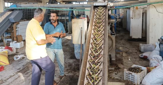 معصرة الزيتون التابعة للشباب والرياضة بشمال سيناء تستقبل إنتاج المزارعين 