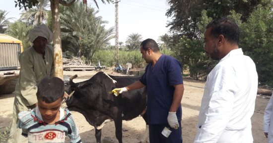 تحصين 50426 رأس ماشية ضد الحمى القلاعية والوادى المتصدع بالأقصر.. صور