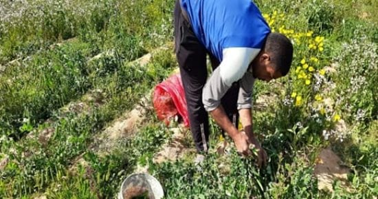 مركز بحوث الصحراء: خامات الطين الجافة تتوافر بمليارات الأمتار المكعبة فى الصحارى المصرية.. تحقق الاستدامة لمشروع حقن التربة الرملية بالسلت والطين.. وتمكن من التوسع الأفقى فى مشروعات استصلاح الأراضى الصحراوية 