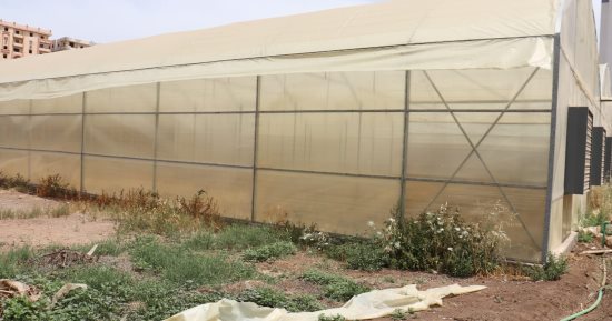 "زراعة المنوفية" تمتلك مزرعتين على 36 فدانا.. القمح والذرة الشامية وفول الصويا أشهر المحاصيل.. ووكيل الكلية: وردنا 40 طن قمح للصوامع.. ويؤكد: لدينا مزرعة ماشية تضم 150 رأسا ومنفذ لبيع المنتجات بأسعار مخفضة