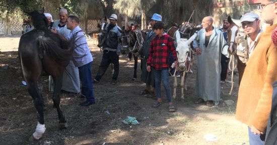 تقديم خدمات بيطرية بالقوافل لـ 754 من الخيول وتحصين 80 ألف رأس ماشية بكفر الشيخ