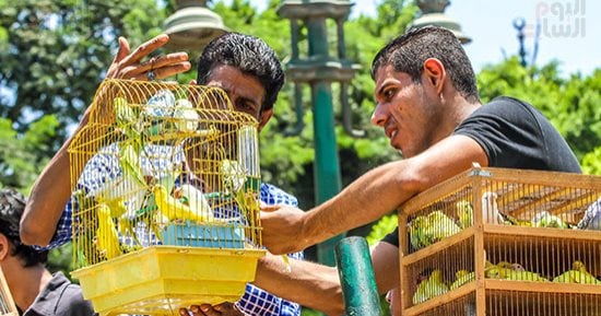 هل تربية الحمام أو العصافير فى البيت تضر الرئة؟.. حالة نادرة وهذه علاماتها