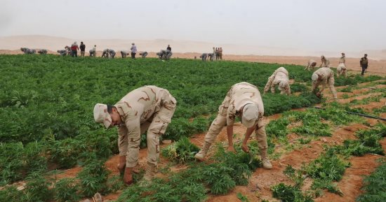 القوات المسلحة تنفذ حملات مكبرة للبحث والتفتيش على الزراعات المخدرة بسيناء