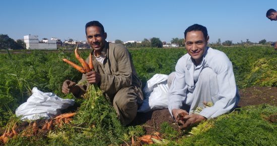 "اليوم السابع" داخل مزارع الجزر الأصفر فى المنيا.. انطلاق موسم حصاد المحصول الصيفى.. تكلفة الفدان 10 آلاف جنيه والإنتاجية تصل إلى 800 شيكارة.. لا غنى عنه على المائدة ويدخل فى صناعة المربى والمخللات.. صور
