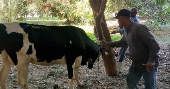 بيطرى أسوان تواصل تحصين الثروة الحيوانية ضد القلاعية