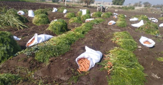 فرحة مزارعو المنيا بمحصول الجزر الأصفر .. الفدان ينتج 200 شيكارة