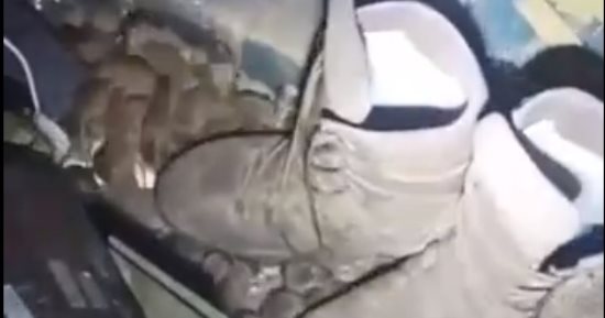 أوكرانيا ترسل قططا إلى الخطوط الأمامية لمواجهة غزو الفئران للخنادق.. فيديو