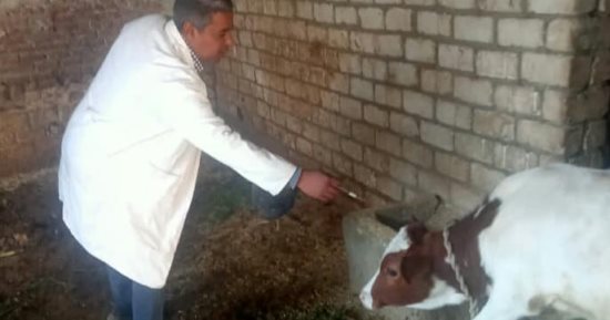 حملات توعوية بالأقصر لتحصين المواشى من الحمى القلاعية والوادى المتصدع.. صور