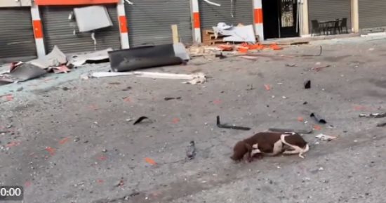 الكلاب لم تنجُ من القصف الإسرائيلي الغاشم على قطاع غزة.. فيديو وصور