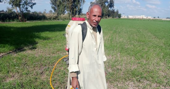 مزارعو الشرقية يتحدثون عن زراعة البنجر وأرباحه.. صور