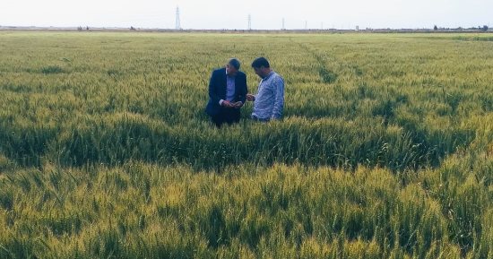 مشروعات زراعية عملاقة لتنمية غرب مصر بجانب السياحة والصناعة.. مشروع قومى لإنتاج البذور والتقاوى بمطروح لتحقيق أعلى درجات الاكتفاء الذاتى.. ومراكز للإرشاد والمزارع الاسترشادية.. صور