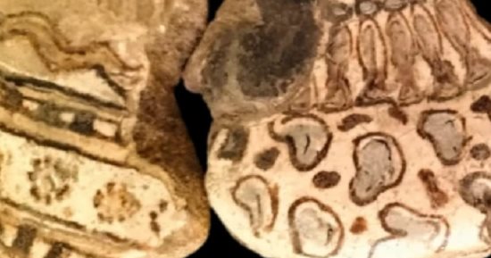 مقتنيات المتحف المصري.. شاهد بلاطات تجسد أحياء مائية من عصر الفراعنة