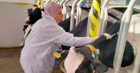 بيطرى المنوفية: حملات مكبرة لمكافحة الأمراض داخل الوحدات والمرور على الحقول