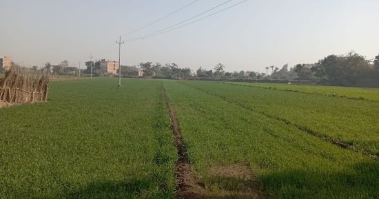 خير بلدنا.. القمح نوّر غيطان المنوفية.. الفلاحون: محصول استراتيجى والدولة تدعمنا بالأسمدة.. لجان لمتابعة الزروع ومحاربة الآفات.. ووكيل وزارة الزراعة: لدينا 87 ألف فدان حتى الآن ومستمرون فى الحصر.. صور