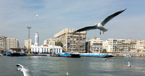 طيور النورس تحلق فى سماء بورسعيد وسط طقس شتوى معتدل.. تنتشر خلال رحلات المعديات بالمجرى الملاحى وترافق الصياد فى رحلته اليومية بالبحر.. وكبار السن والأطفال يطعمونها بقطع الخبز الصغيرة فى مشهد ساحر.. صور