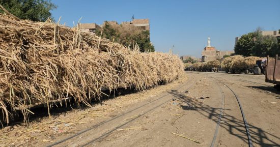 هنا تخرج أطنان السكر من القصب.. جولة داخل مصنع سكر أرمنت مع بدء موسم التوريد