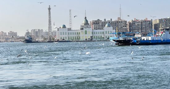 مشهد لن تجده إلا في قناة السويس.. المئات من طيور النورس تُحلق في سماء بورسعيد.. أكثر من 43 نوعًا تنتشر في البحار والمحيطات وترتكز ببورسعيد.. والأهالي يحرصون على تقديم الطعام للطائر الأنيق.. صور  