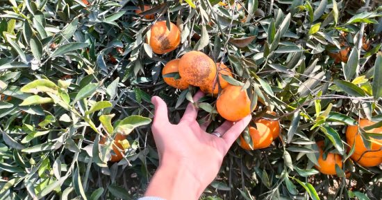 قلعة الموالح.. موسم حصاد اليوسفى بقرى مركز زفتى بالغربية.. يبدأ من شهر أكتوبر وينتهى فى مايو.. المزارعون: موسم خير ويوفر العديد من فرص العمل.. ويؤكدون: نوفر احتياجات السوق المحلية ونصدر لجميع دول العالم.. صور