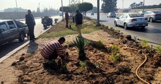رفع كفاءة الجزيرة الوسطى بطريق بورسعيد بحى ثان الإسماعيلية وزرع 1200 شتلة