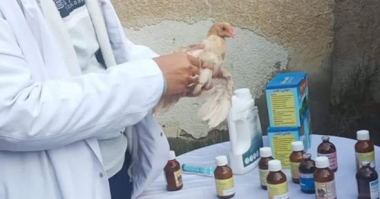 تحصين وعلاج الماشية بالمجان خلال قافلة بيطرية فى كفر عياد بالشرقية 
