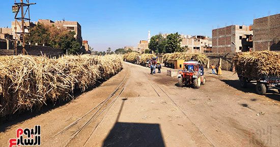 المزارعون ينقلون القصب يوميا لمصنع سكر أرمنت.. قطار الديكوفيل والجرارات أبرز الوسائل.. تطلعات لتوريد 6.2 مليون طن قصب لإنتاج أكثر من 650 ألف طن سكر.. والدولة دعمت المزارعين بـ150 مليون جنيه لنقل محصولهم.. صور