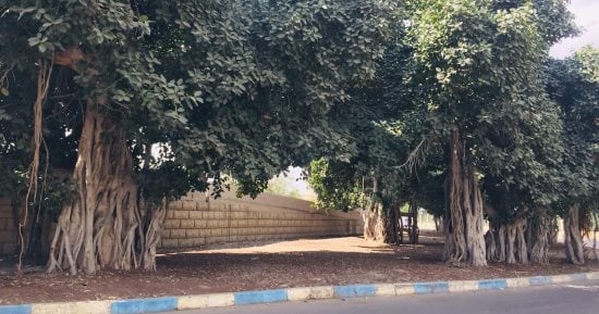 شجرة التين البنغالى بالإسماعيلية جذورها تمتد فى أعماق التاريخ وعمرها 156 سنة.. أكبر الأشجار المعمرة بالعالم وصمدت فى وجه الحروب.. الرئيس السادات أوصى بعدم إزالتها.. والهنود يقدسونها وأصبحت قبلة للزوار.. صور