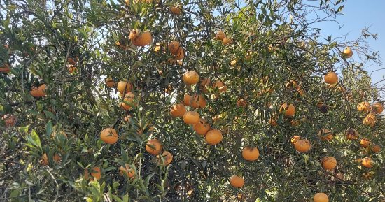 قلعة الموالح.. بدء موسم حصاد اليوسفي بمزارع الإسماعيلية.. فيديو