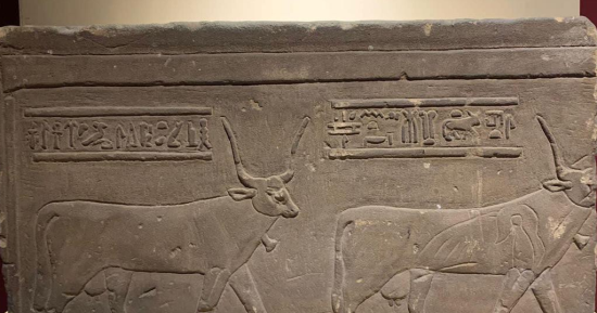 ما أول حيوان استأنسه الإنسان؟ 