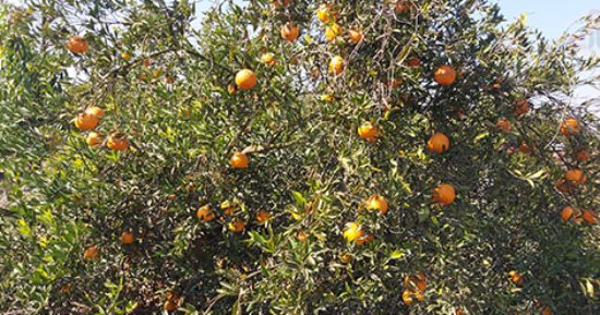 مملكة الموالح.. جمع اليوسفى بالإسماعيلية