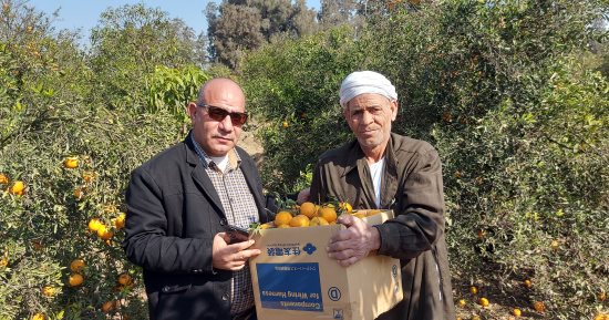 ياحلاوتك يا استفندى يا ابن عم البرتقال.. اليوم السابع يرصد عملية جمع اليوسفى من مزارع الإسماعيلية.. 63 ألف فدان موالح بالمحافظة.. إنتاجية الفدان 20 طن فى الموسم.. وفاكهة المصريين توفر فرص عمل وعملة صعبة.. فيديو