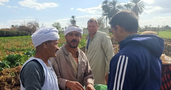 فرحة الصغار والكبار فى موسم حصاد البطاطس البيضاء ببنى سويف.. عم عبدالعظيم: بنشتغل من الساعة 7 صباحاً وحصاد المحصول له أصول.. الحاجة أم حسين: الحصاد يوم عيد بجمع أحفادى فى الأرض الزراعية .. صور