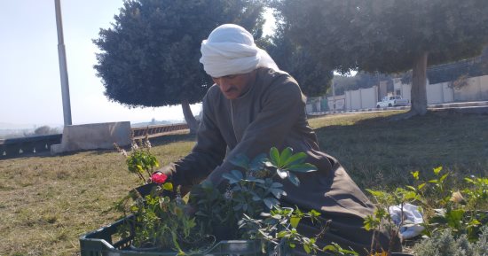 "عصا موسى وعمامة القاضى" أنواع صبار ونباتات عطرية يفضلها أهالى المنيا.. أحد العاملين فى زراعات الزينة: أعمل فى النباتات الطبية والعطرية منذ زمن وهناك أكثر من 35 نوعا.. ويؤكد استخدامها فى علاج بعض الأمراض.. صور