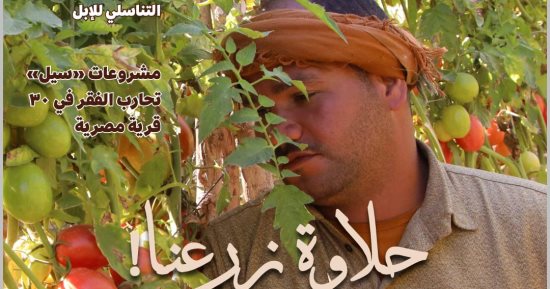 وزارة الزراعة تنتج بذور وتقاوي الخضر لزراعة 5 هجن جديدة من الطماطم السلكية