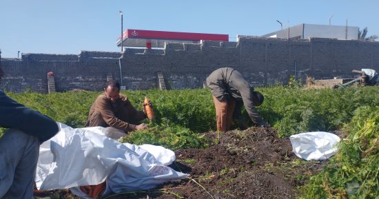 جولة داخل أراضى المنيا لحصاد الجزر الأصفر.. عمرك شوفت بيتزرع إزاى؟.. فيديو