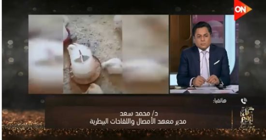 معهد الأمصال البيطرية: اللقاح المصري للدواجن متوفر وبعض المربين يفضلون المستورد