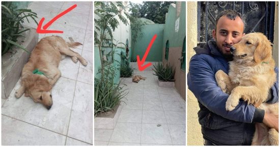 هاتشيكو المصري.. كواليس الصور المؤثرة لكلب يرقد أمام قبر صاحبه 