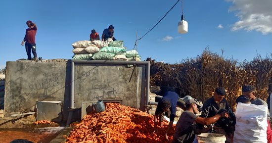 يا حلاوة الإيد الشغالة.. شاهد مراحل غسيل الجزر من مزارع بنى سويف