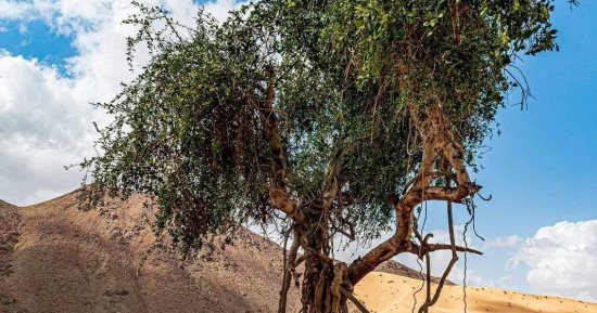 أشجار الصحراء الشرقية تاريخ يرجع لعصور قديمة.. "الأكاسيا" قدسها الفراعنة و"التنين" تنمو فوق جبال علبة وبها مادة استخدموها فى التحنيط..  وشباب القبائل ينظمون رحلات شبابية للأودية والقمم الجبلية بالمنطقة.. صور