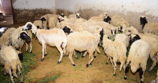 13 نصيحة من وزارة الزراعة يجب معرفتها قبل شراء خروف العيد