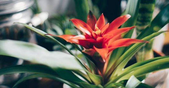 5 نباتات يمكن وضعها فى مكتبك من أجل الشعور بالسلام وتنقية الهواء