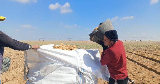 خير بلدنا.. حصاد محصول البطاطس بالإسماعيلية.. تزرع على 3 عروات النيلية والصيفية والخريفية وإنتاجية الفدان تصل لـ20 طنًا فى الأراضى الرملية.. توفر آلاف فرص العمل بالحصاد.. والزراعة تقدم الدعم لتحقيق أعلى إنتاجية