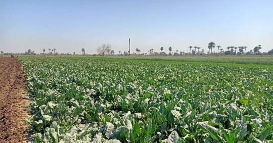 موسم بنجر السكر فى بنى سويف.. بدء حصاد العروة الأولى والاستعداد للثانية.. المزارعون: من المحاصيل المربحة ونورد إلى مصنع الفيوم.. ووكيل وزارة الزراعة: ننظم مدارس حقلية وزيارات دورية للمتابعة الإرشاد.. فيديو وصور