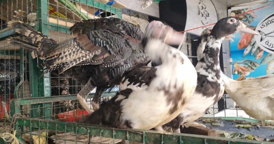 كله هيفطر بط النهاردة.. إقبال علي شراء الطيور في أول أيام رمضان بالإسكندرية