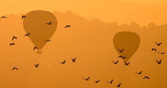 فعاليات كرنفال البالون الطائر فى أستراليا