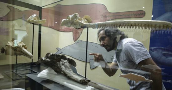 اكتشاف أكبر دولفين نهرى فى العالم عاش قبل 16 مليون عام بمنطقة الأمازون