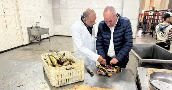 ضبط 2 طن و625 كيلو رنجة فاسدة فى الغربية