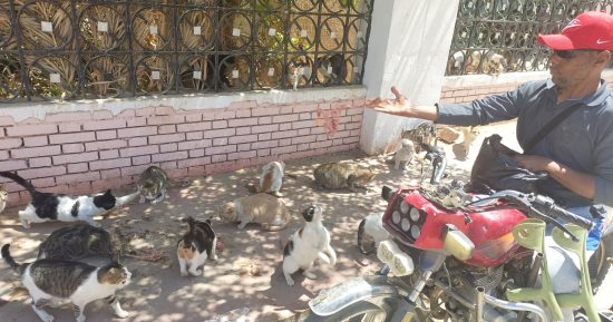 حكاية عم محمود شعبان أبوقلب طيب.. يعانى من شلل الأطفال ويتبنى 100 قطة فى شوارع الخارجة بالوادى الجديد بينها قطة عمياء وقطط رضع فقدت أمهاتها.. يطعمها على نفقته الخاصة ويطالب بإنشاء مأوى خاص لحمايتها.. فيديو وصور