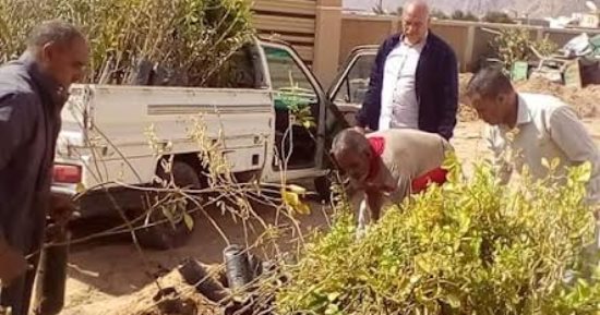 "الزراعة" بجنوب سيناء: توزيع شتلات ضمن مبادرة 100 مليون شجرة بمدينة دهب