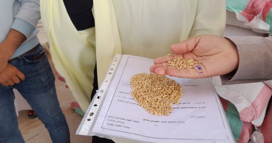 الأول على الجمهورية.. بدء موسم توريد القمح المحلي بجنوب سيناء.. صور
